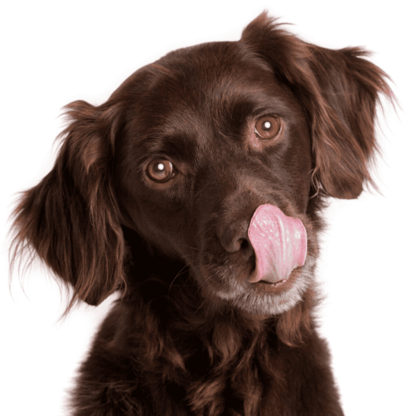 Raw Dog Food Chicken & Bone Block