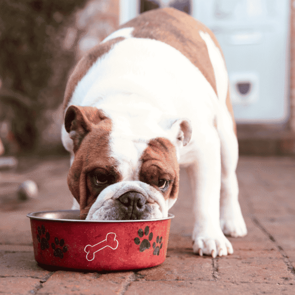 Raw Dog Food Beef & Chicken 10kg